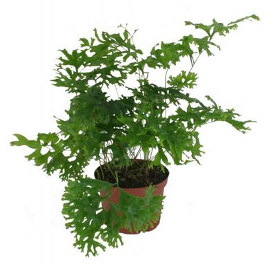 Crested Polly
